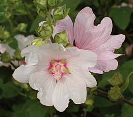 Fleur blanche