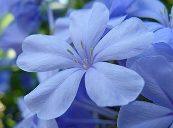 Fleur bleue