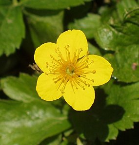 Fleur jaune