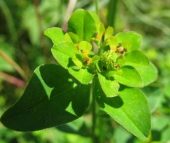 Fleur verte